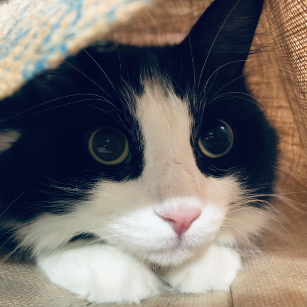 Close-up of Mr. Sneaker, a black-and-white cat with wide eyes, peeking out from under a cozy blanket. His pink nose and soft fur make for an endearing expression.